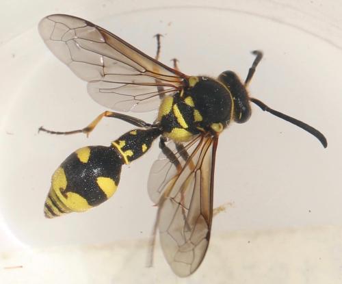 Eumenes sp.